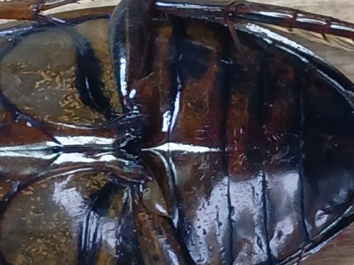 Réf. 349 548 : Dytiscus dimidiatus